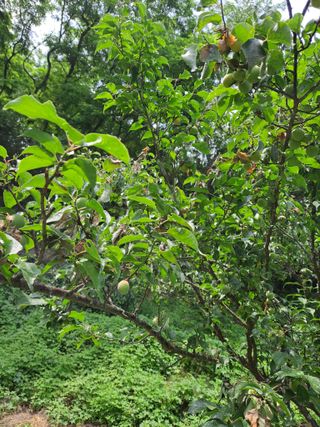 길도님의 감 · 병해충상담 작성글 사진