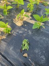 팜모닝 참깨·병해충상담 게시글 이미지