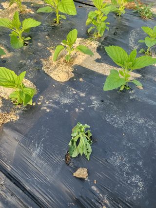 장용익님의 참깨 · 병해충상담 작성글 사진