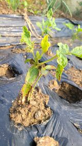 팜모닝 콩·병해충상담 게시글 이미지