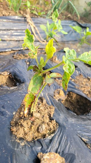 문현자 님의 콩 · 병해충상담 작성글 사진