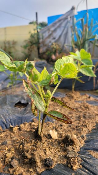문현자 님의 콩 · 병해충상담 작성글 사진