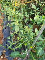 팜모닝 자유주제·자유게시판 게시글 이미지