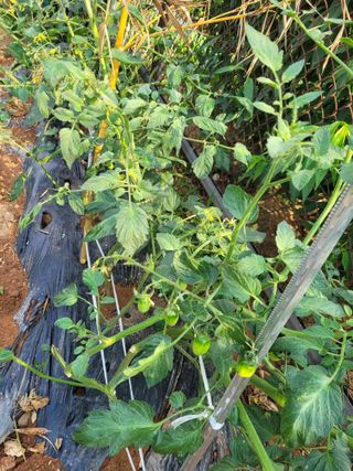 물안개님의 자유주제 · 자유게시판 작성글 사진