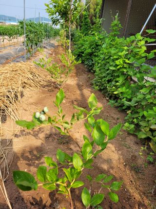 물안개님의 자유주제 · 자유게시판 작성글 사진