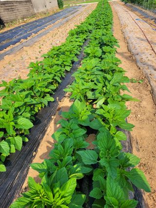 물안개님의 자유주제 · 자유게시판 작성글 사진