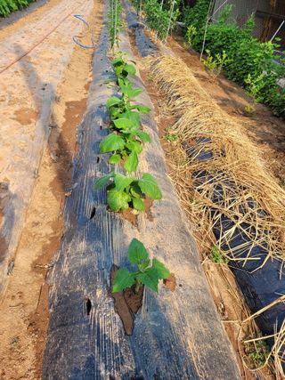 물안개님의 자유주제 · 자유게시판 작성글 사진