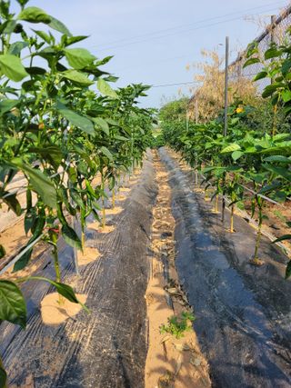 물안개님의 자유주제 · 자유게시판 작성글 사진