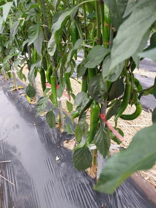 5월출석왕이레요님의 농부님! 어떤 농약 쓰세요? · 참여 작성글 사진