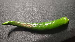 안종※님의 고추 · 병해충상담 작성글 사진