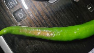 안종※님의 고추 · 병해충상담 작성글 사진