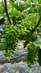 팜모닝 포도·자유게시판 게시글 이미지