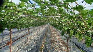 이병관님의 포도 · 자유게시판 작성글 사진