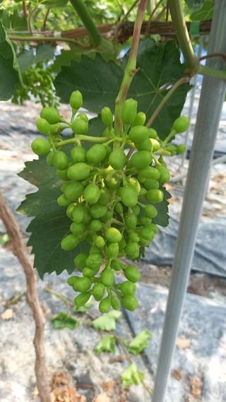 이병관님의 포도 · 자유게시판 작성글 사진