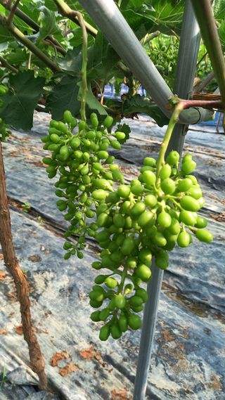 이병관님의 포도 · 자유게시판 작성글 사진