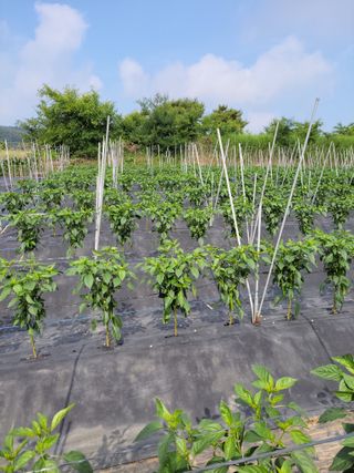 김종옥님의 콩 · 자유게시판 작성글 사진