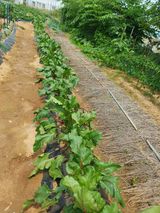 팜모닝 고추·일상 게시글 이미지