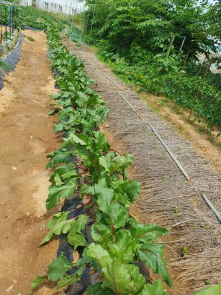 주옥님의 고추 · 일상 작성글 사진