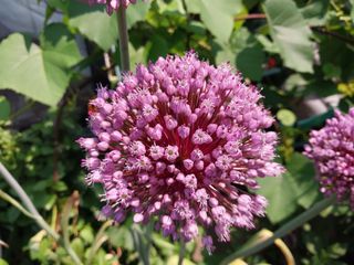 금동이네님의 기타작물 · 자유게시판 작성글 사진