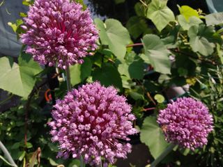 금동이네님의 기타작물 · 자유게시판 작성글 사진