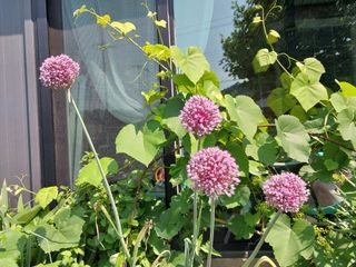 금동이네님의 기타작물 · 자유게시판 작성글 사진