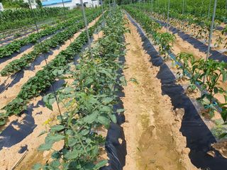 주옥님의 고추 · 일상 작성글 사진