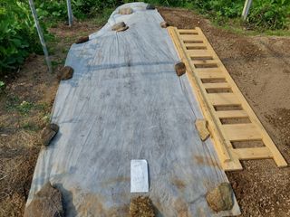 정규상님의 들깨 · 자유게시판 작성글 사진