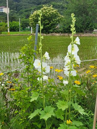 안숙현님의 기타작물 · 자유게시판 작성글 사진