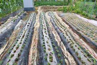 안숙현님의 기타작물 · 자유게시판 작성글 사진