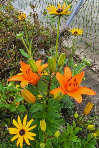 안숙현님의 기타작물 · 자유게시판 작성글 사진