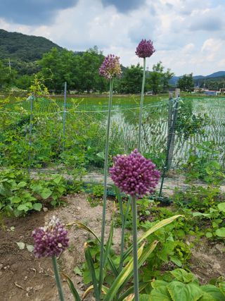 안숙현님의 기타작물 · 자유게시판 작성글 사진