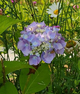 안숙현님의 기타작물 · 자유게시판 작성글 사진