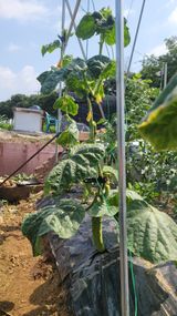 팜모닝 오이·병해충상담 게시글 이미지