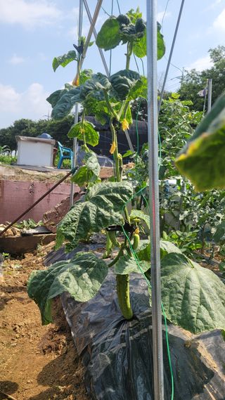 문현자 님의 오이 · 병해충상담 작성글 사진