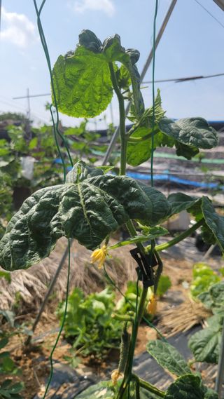 문현자 님의 오이 · 병해충상담 작성글 사진