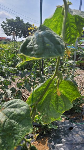 문현자 님의 오이 · 병해충상담 작성글 사진