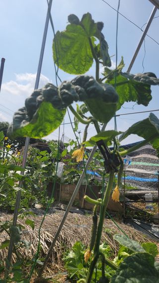 문현자 님의 오이 · 병해충상담 작성글 사진