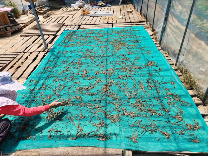 장터 상품 [지리산고사리600그램] 썸네일