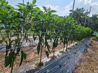 안기철님의 고추 · 지주설치•유인•성장 작성글 사진