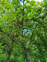 팜모닝 매실·병해충상담 게시글 이미지