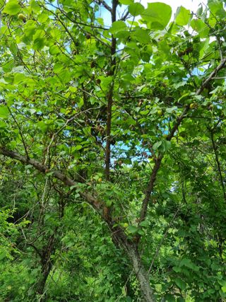 어마 27316님의 매실 · 병해충상담 작성글 사진