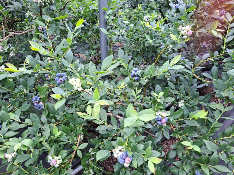 장터 상품 [블루베리 1키로] 썸네일