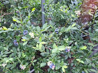 베리사랑득이농산님의 작성글 사진