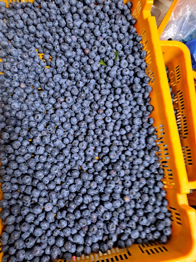 베리사랑득이농산님의 장터 판매 상품 [블루베리 1키로] 첨부 사진