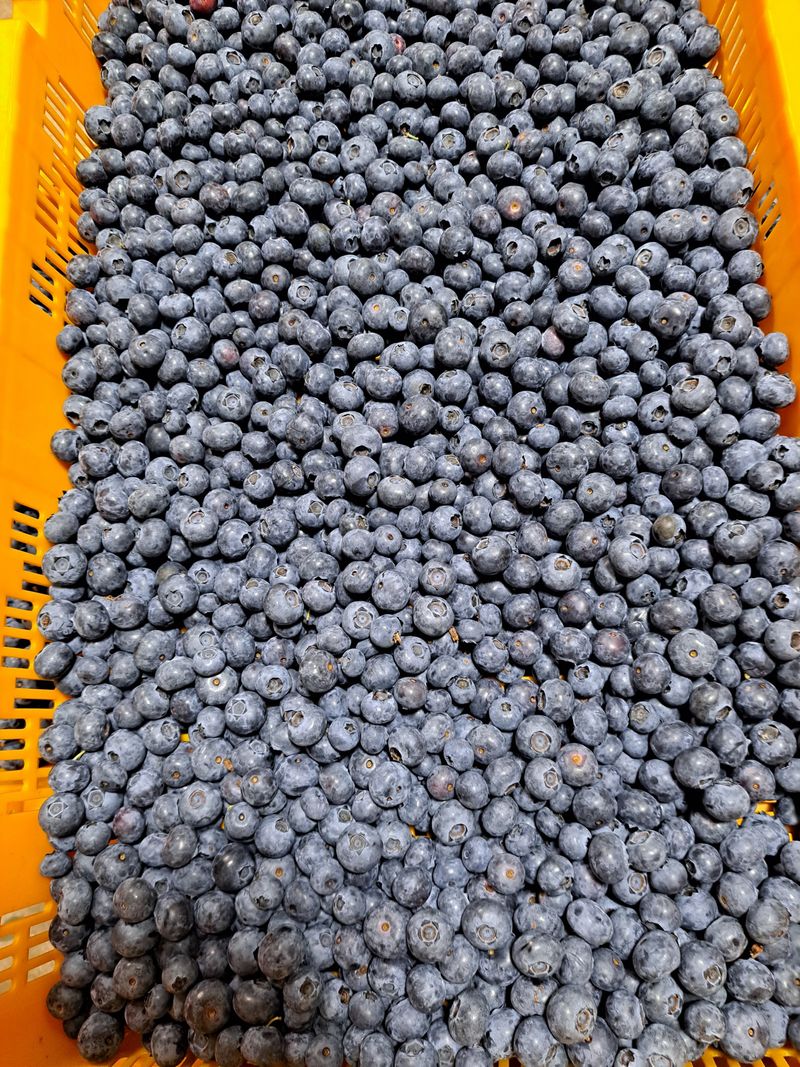 베리사랑득이농산님의 장터 판매 상품 [블루베리 1키로] 첨부 사진