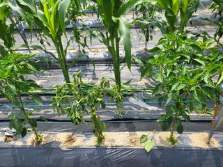 전선경님의 고추 · 일상 작성글 사진