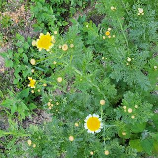 농부쑤니님의 자유주제 · 자유게시판 작성글 사진