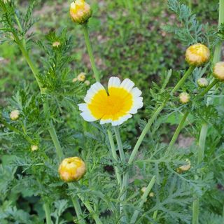 농부쑤니님의 자유주제 · 자유게시판 작성글 사진