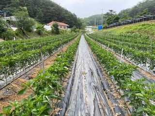 이재운님의 고추 · 비료•농약 작성글 사진
