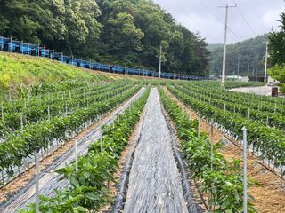 이재운님의 고추 · 비료•농약 작성글 사진